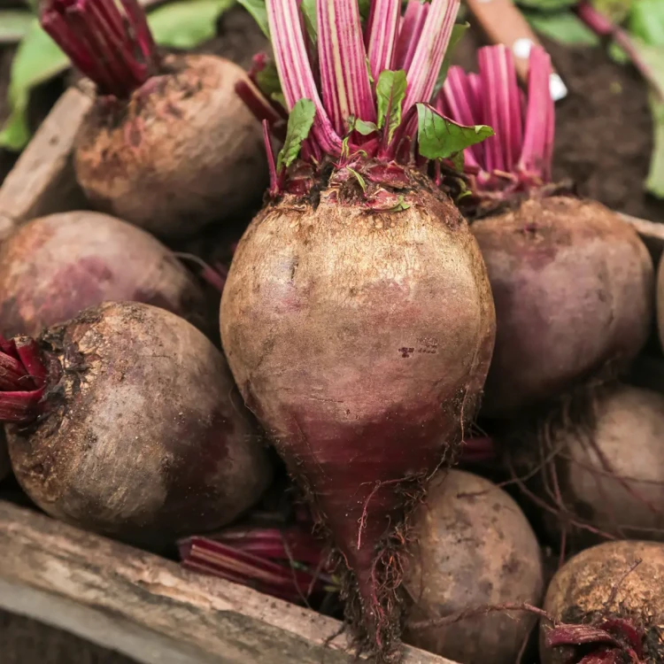 vegetable4-1.webp