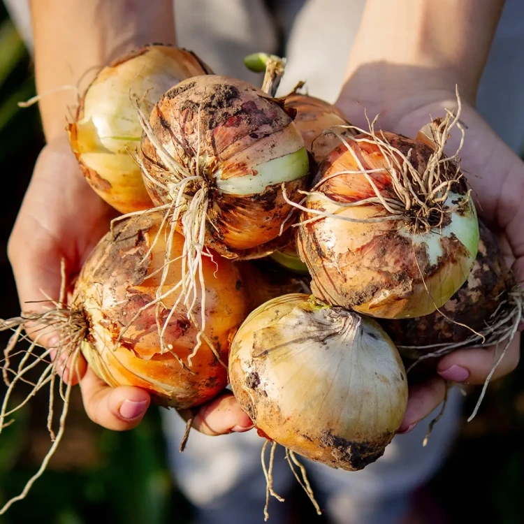 vegetable5.webp