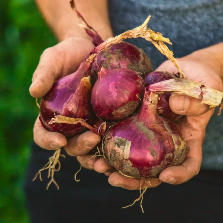 vegetable4-4.webp