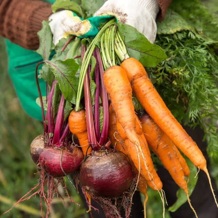 vegetable3.webp